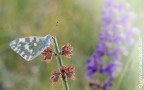 Butterfly morning Butterfly morning