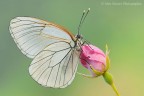 Aporia crataegi Aporia crataegi
