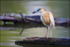 Ciao, sgarza con preda.

Canon 1D MK IV + Canon 500 mm+ 1.4 x - mano libera
iso 400 av 5.6 tv 1/640

alla prossima.....

Luca