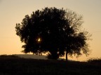 Albero al tramonto Albero al tramonto