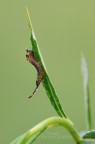 Cerura vinula (Linnaeus, 1758) Cerura vinula (Linnaeus, 1758)