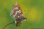 Melitaea cinxia (Linnaeus, 1758)

www.rossidaniele.com

Canon EOS 7D + Sigma 180mm f/3.5 EX DG HSM Macro
f11 - 1/10 - ISO 100
12.05.2013 ore 6.33
Suggerimenti e critiche sempre ben accetti
[url=http://www.rossidaniele.com/HR/_MG_3342copia-mdc-1500.jpg]Versione HR[/url]