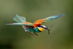 Volare
