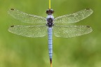 Orthetrum brunneum Orthetrum brunneum