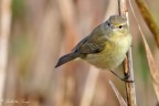 Lui piccolo (Phylloscopus collybita) Lui piccolo (Phylloscopus collybita)