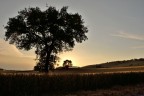 Albero Albero
