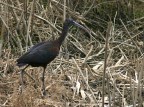 Ibis Mignattaio Ibis Mignattaio