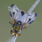 Big fly Big fly
