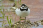 Corriere piccolo (Charadrius dubius) Corriere piccolo (Charadrius dubius)