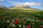 fiorita a Piangrande, Castelluccio di Norcia fiorita a Piangrande, Castelluccio di Norcia