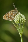 Melitaea Phoebe Melitaea Phoebe