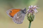 Coenonympha Pamphilus e stelle filanti Coenonympha Pamphilus e stelle filanti