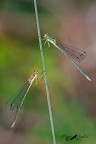 Lestes virens vestalis... la coppia Lestes virens vestalis... la coppia
