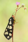 Arctia villica (Linnaeus, 1758) Arctia villica (Linnaeus, 1758)