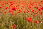 Papaveri Papaveri