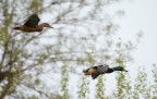 Coppia di Germani in volo serale