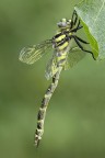 Cordulegaster trinacriae Cordulegaster trinacriae