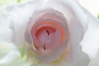 Una rosa con i caratteri di una vera Rosa Antica, con fiori rosa delicato all'inizio, pi pallidi agli orli e tutta la corolla a maturit si fa chiara. Porta il nome di Miss Alice de Rothschild, nota per il suo splendido giardino nel Waddesdon Manor.


105mm - f/9 - 1/3sec - ISO 100 - Spot