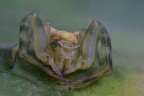 Thomisidae; il ragno granchio Thomisidae; il ragno granchio