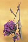 Empusa !