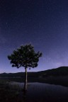 Tree of Stars