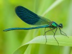 calopteryx splendens male (Harris, 1782) calopteryx splendens male (Harris, 1782)