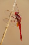 Libellula Rossa Libellula Rossa