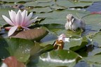 Cucciolo tra le Ninfee Cucciolo tra le Ninfee