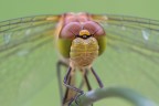 Sympetrum striolatum "il ritratto" Sympetrum striolatum "il ritratto"