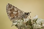 Pyrgus carthami Pyrgus carthami