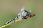 Aeshnidae Aeshnidae