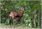 Il camoscio sta cambiando le sue abitudini  sempre pi presente nei boschi di latifoglie in fondovalle, sta ora condividendo il territorio con capriolo. Un tempo il suo habitat era esclusivamente sulle praterie d'alta quota.
Qui il soggetto  ripreso su di una strada forestale a 700m di quota per si possono avvistare pure a 200-300 msl.


https://imageshack.com/a/img20/7425/1tcj.jpg