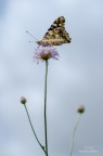 Vanessa del Cardo Vanessa del Cardo