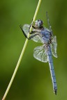 Othetrum Brunneum Othetrum Brunneum