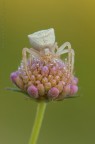 Thomisidae... Thomisidae...