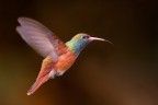 Colibrì Colibrì