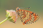 Melitaea..... Melitaea.....