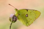 Colias crocea Colias crocea