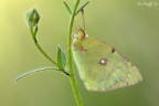 Colias Colias