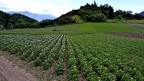 Filari di patate in fioritura