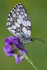 Melanargia galathea Melanargia galathea