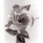 rosa high key rosa high key