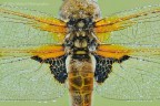 Libellula quadrimaculata Libellula quadrimaculata