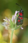 Zygaena Carniolica Zygaena Carniolica