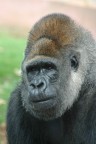 Gorilla allo Zoo di Fasano
Sigma 70-300 a 215 mm , f : 5,6 - 1/60