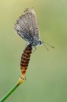 licenide vissuta licenide vissuta