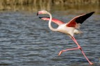 fenicottero (camargue)