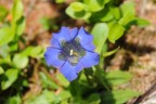 Genziana Viola Genziana Viola