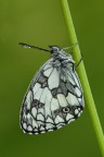 Melanargia Galathea Melanargia Galathea