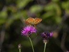 Vecchia prova di macro. Nikon Coolpix P90. Commentate e ditemi cosa migliorare che devo ancora fare strada! :p